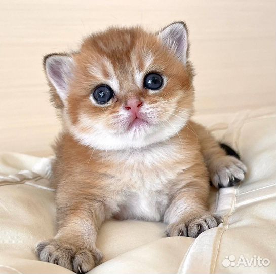 Золотой кот Плюшевый шотландец