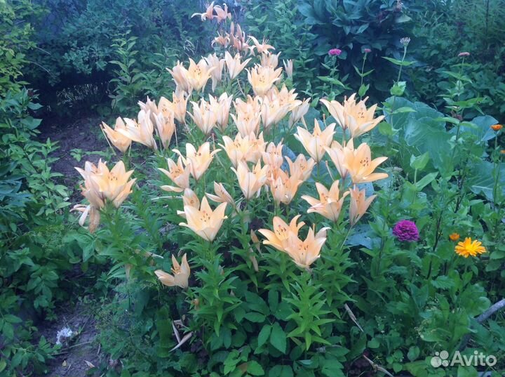 Лилии для сада многолетние