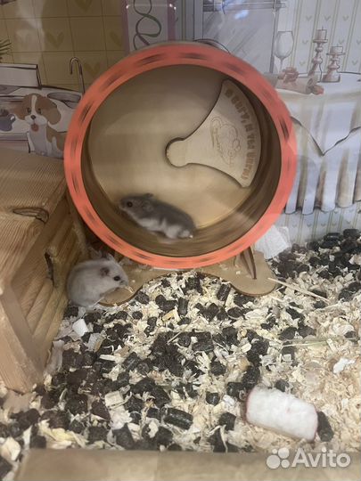 Джунгарский хомяк маленький