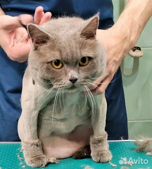 Стрижка кошек