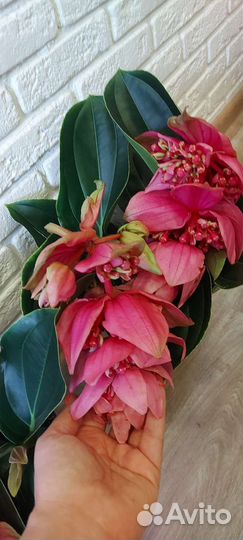 Нолина,мединилла, монстера