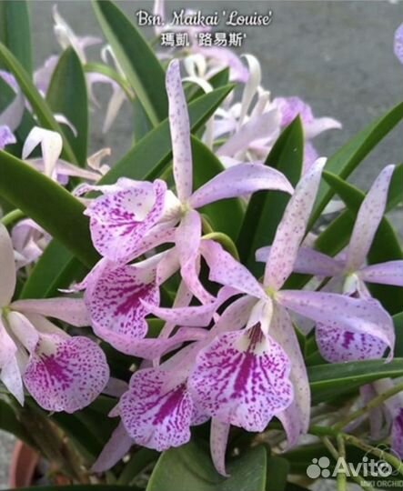 Brassavola nodosa Maikai Louise