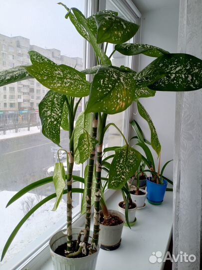 Комнатные цветы