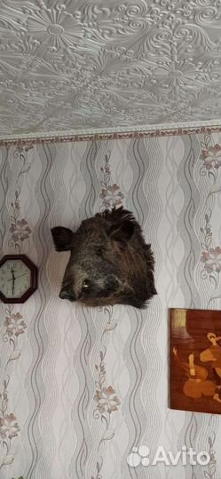 Чучело головы кабана