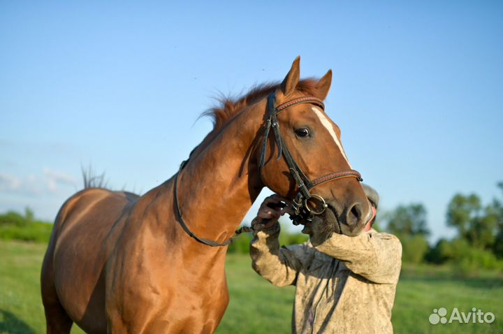 Донской жеребец