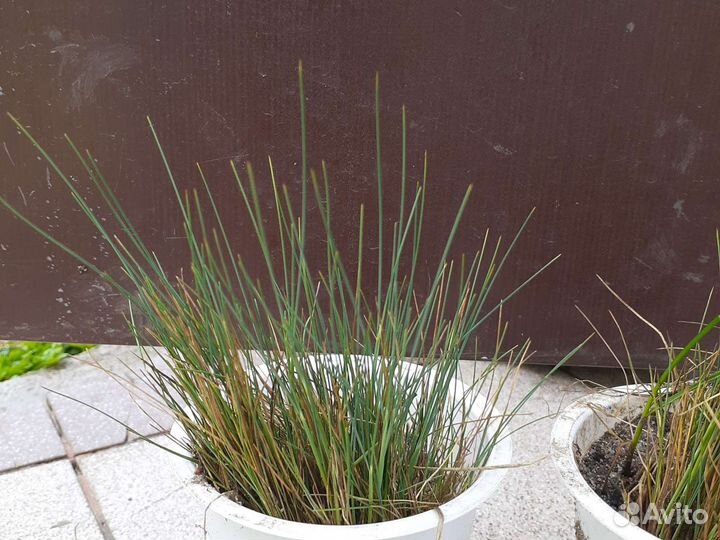 Овсянница и альпийская горка