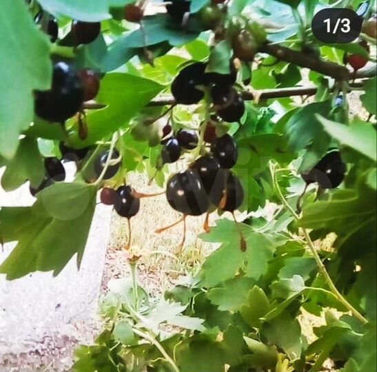 Участок 18 сот. (ИЖС)