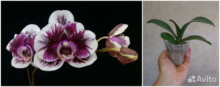 Орхидея фаленопсис Азия нецветущие