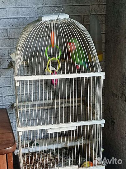 Попугай неразлучник с клеткой