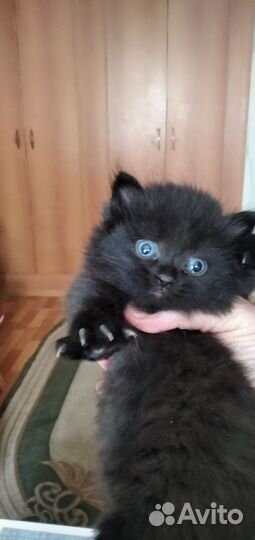 Котята хайлен фолд, хайленстрайт