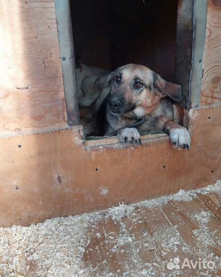 Зайка из приюта мечтает о жизни