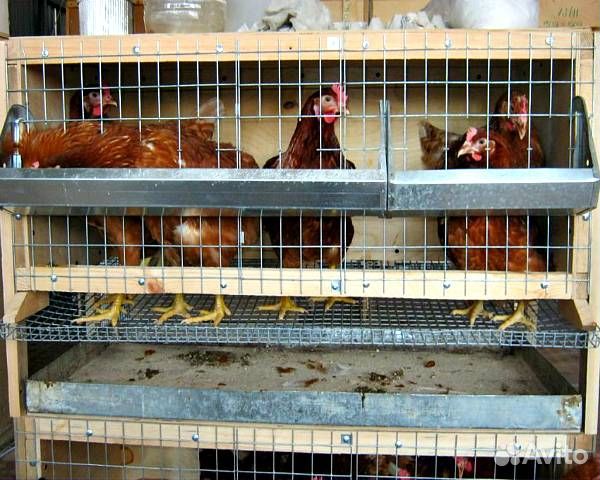Куры несушки с доставкой в Каширский р-н