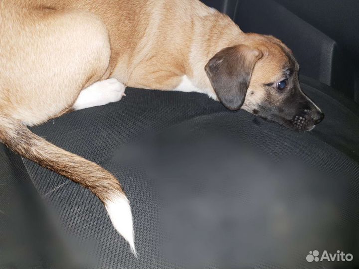 Собака в добрые руки