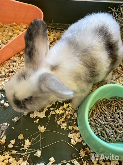 Декоративные кролики вислоухие