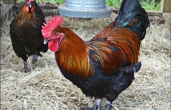 Молодые петухи марана