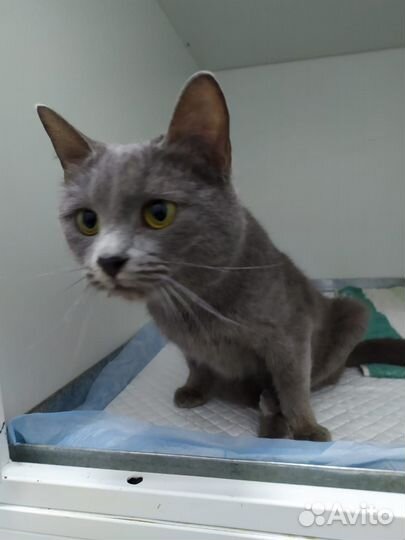 Котенок девочка