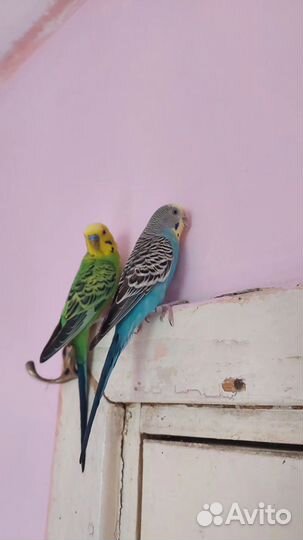 Попугай волнистый