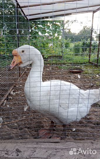 Гусак на племя
