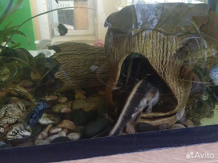Аквариумные рыбки сомики