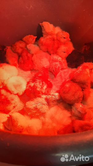 Циплята -петушки