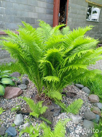 Садовые многолетние цветы