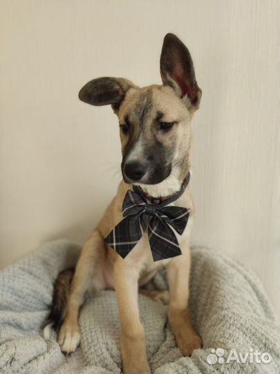 Щенок мальчик собака в добрые руки