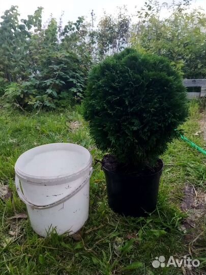 Туя западная