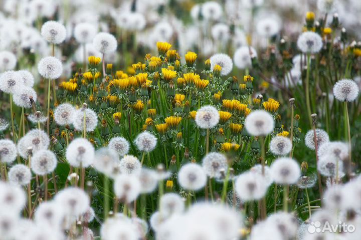 Лечебный сок одуванчика