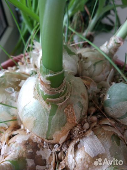 Лук индийский