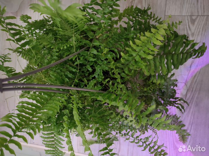 Папоротники (нефролепис) тигр (тайгер) и безымяшка