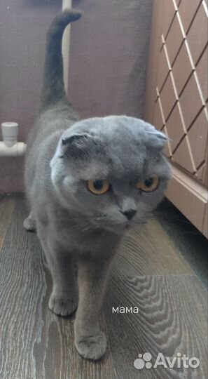 Шотландская