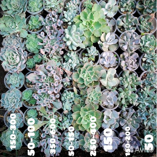 Суккуленты