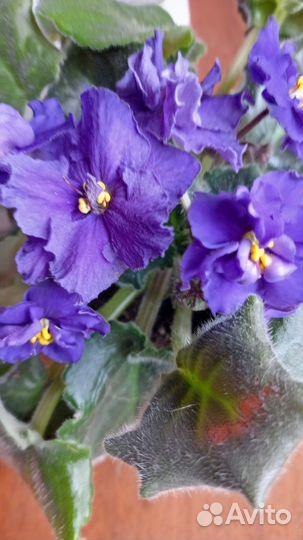 Сортовые фиалки