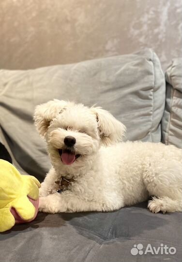 Собака мальтипу