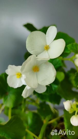 Филодендрон Лировидный