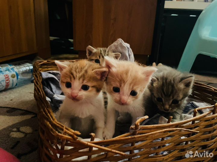 Котята в добрые руки 1 месяц