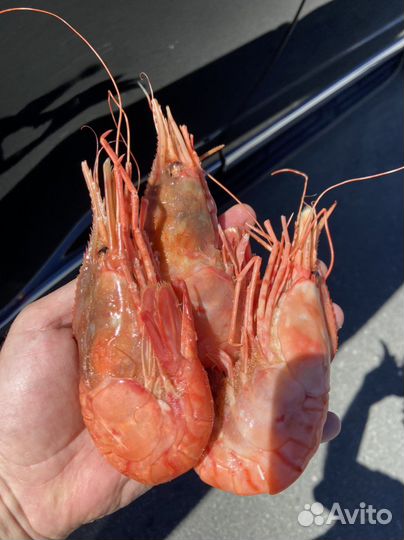 Огромная Гребенчатая Креветка Ботан Эйби