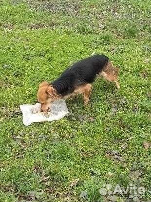 Собака потеряшка или выбросили