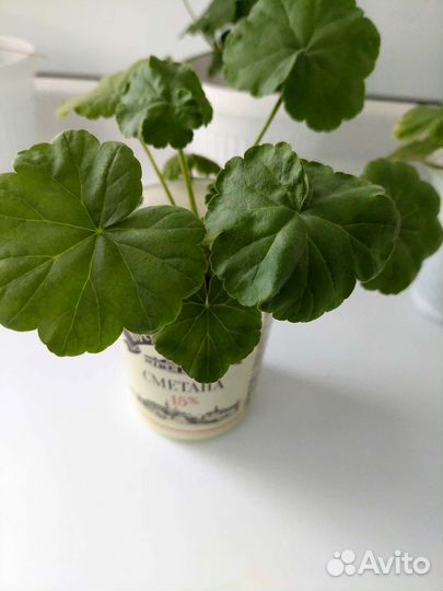 Комнатные растения