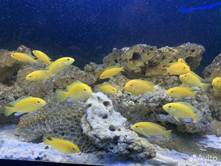 Цихлиды оз.Малави