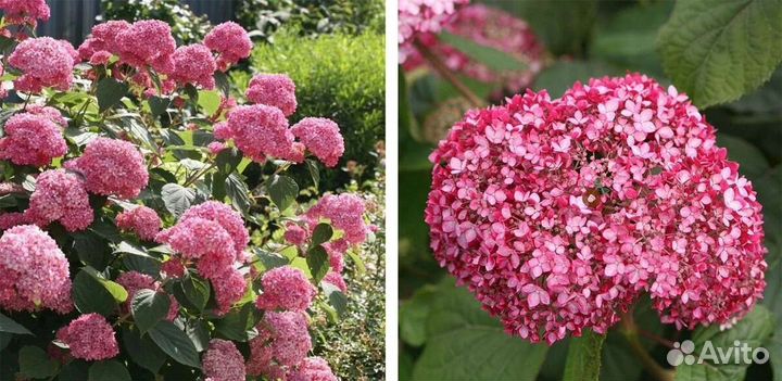 Гортензия древовидная Мэджикал Пинкербелл