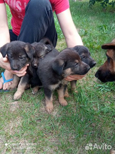 Щенки овчарки