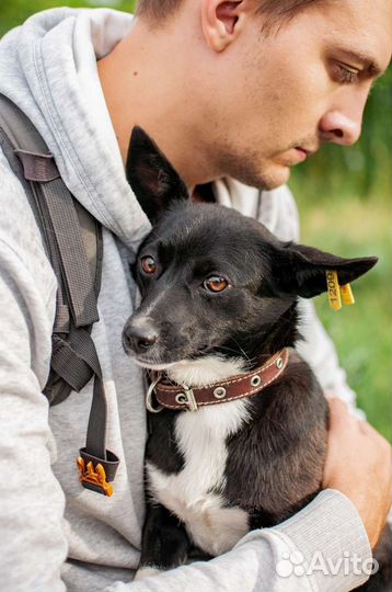 Собака маленькая из приюта в добрые руки