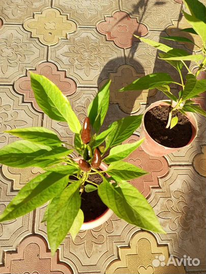 Перец в горшочке