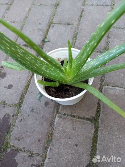 Комнатные и уличные растения