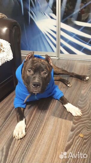 Стаффордширский терьер