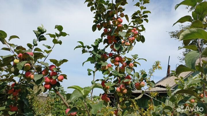 Саженцы яблони