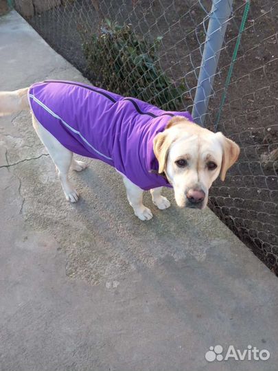 Одежда для собак