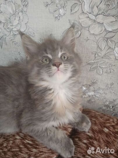 Котята мейн-кун