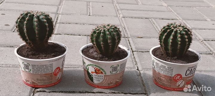 Кактус, Каланхое Дегремона лечебный от насморка